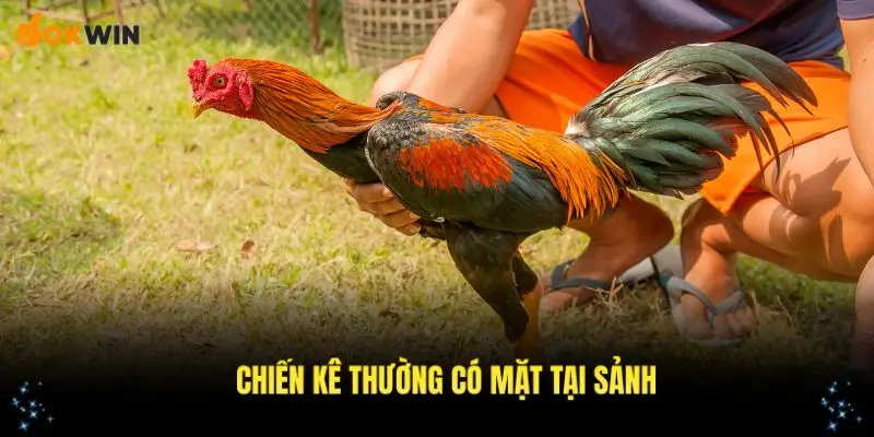 Điểm qua các chiến kê thường xuyên có mặt tại sảnh đá gà OKWIN