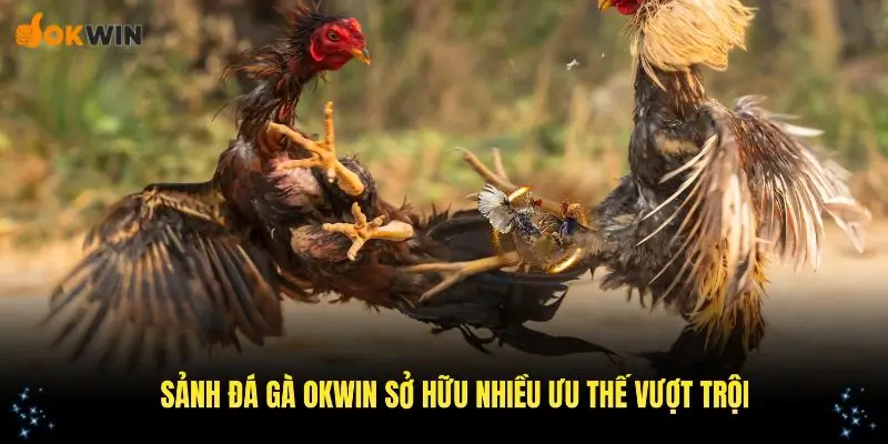Sảnh đá gà OKWIN sở hữu nhiều lợi thế vượt trội nhất